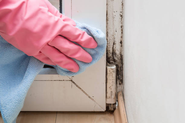 Morris, IL Mold Remediation Company